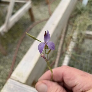 Tillandsia caerulea-Fragrant Species image 2