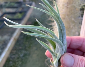 Tillandsia pueblensis-Easy to Grow and Propagate