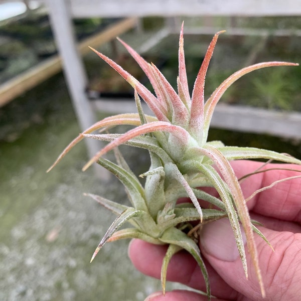 Tillandsia ionantha vanhyningi-Small Plants