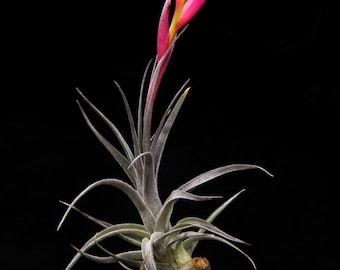 Tillandsia aeranthos "Mini-Purple"-Miniature Airplant