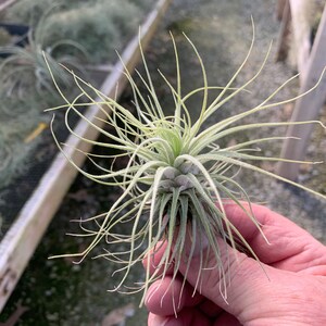 Tillandsia magnusiana image 3