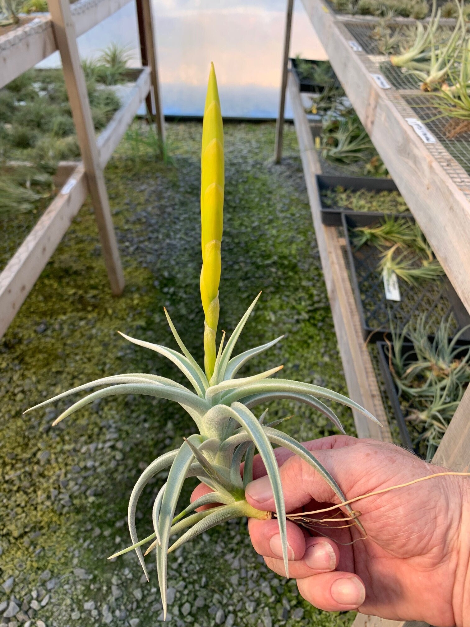 Tillandsia Lotteae- Large Blooming Size Plants - Etsy Tillandsia Lotteae- Large Blooming Size Plants - Etsy