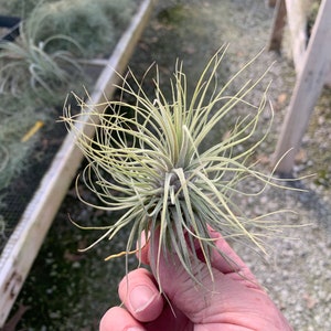 Tillandsia magnusiana image 1