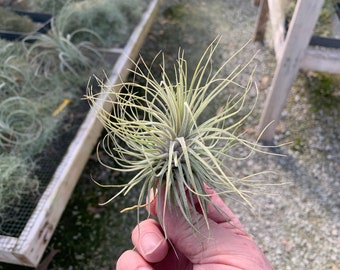 Tillandsia magnusiana