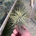 see more listings in the Tillandsia Species-H-N section