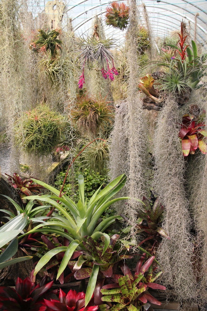 Tillandsia aeranthos Bronze-1 Plant-Airplant