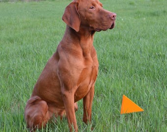 Signal flag – training marker for dog training | robust & highly visible