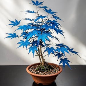 Puede incluir: Un bonsái con hojas de color azul vibrante, palmeadas y con bordes dentados. El árbol tiene un tronco delgado y texturizado de color marrón y está plantado en una maceta de cerámica poco profunda, redonda y de color terracota, llena de pequeñas piedras.