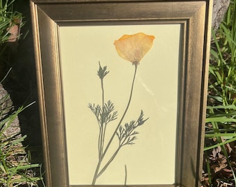 Amapola de California sobre fondo amarillo pálido