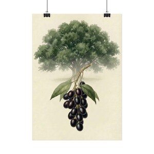 Botanical Jamun Illustration Poster | Fruit Wall Art | Java plum | Jamun | Jambolan | Indian Blackberry