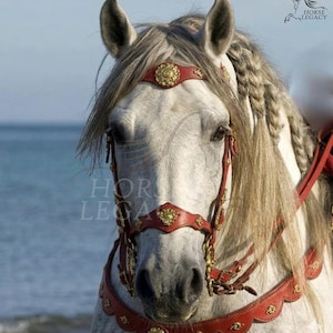 May include: A close-up of a gray horse wearing a red leather bridle with gold accents. The horse has a braided mane and forelock. The background is a blurred view of the ocean.