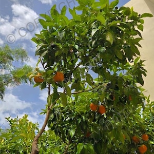 May include: An orange tree with a full canopy of green leaves and several ripe oranges, set against a blue sky with white clouds. The image captures the tree's natural beauty and the fruit's colour.