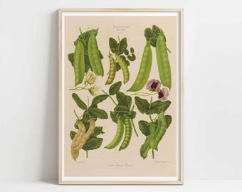 Vintage Pea Botanical Print | 19th Century Vegetable Illustration | Digital Download for Kitchen Decor