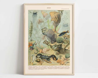 Antique French Sea Anemone Print - Coastal Maximalist Decor, Vintage Coral Reef Illustration, Nautical Bathroom Wall Art, Marine Biology
