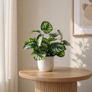 Puede incluir: Una planta en maceta con hojas verdes y blancas estampadas sobre una mesa redonda de madera. La planta está en una maceta de cerámica blanca. La mesa es de color marrón claro.