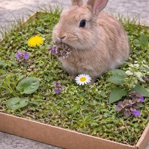 May include: A brown rabbit sits in a cardboard box filled with green grass, purple and white wildflowers. The rabbit is eating a small bunch of purple flowers. The box is on a grey concrete surface.