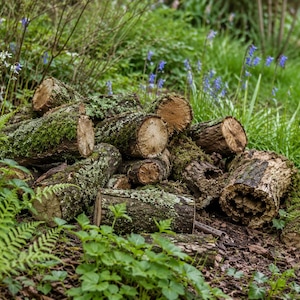 May include: A collection of moss-covered logs, freshly cut and stacked in a garden setting. The logs are surrounded by vibrant green plants, including ferns and grasses, with small blue flowers adding a splash of colour to the scene.