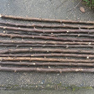 Fresh Cut Blackthorn Sticks – Craft, Wands, Rustic Projects
