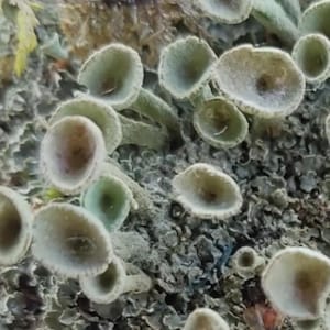 Puede incluir: Primer plano de hongos pequeños en forma de copa, en tonos verdes y beige. Crecen sobre una superficie gris texturizada, con toques de amarillo y marrón.