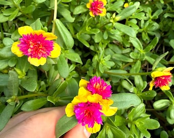 Cinderella Fairytale Purslane, Portulaca Rare Double Guava, Moss Rose Succulent, Heat Loving Ground Cover