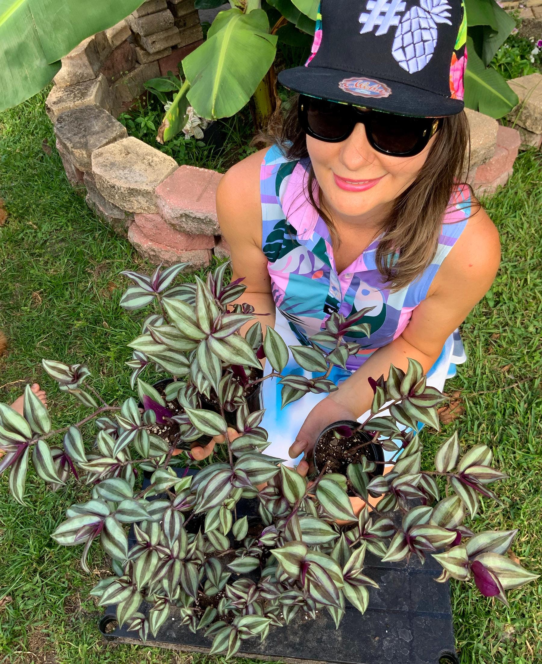 Indoor Live Purple Plants - Etsy