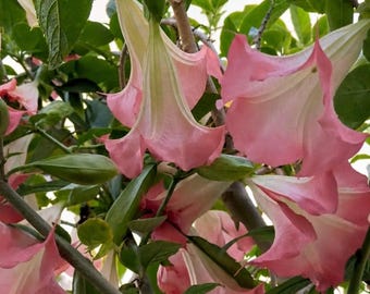 Pink Angel Trumpet Plant Brugmansia Live Rooted, Fragrant Tropical Flower Tree, Rare Pink Blooming Plant