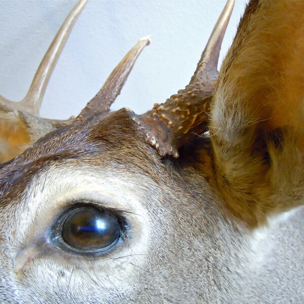 Gorgeous 10 Point Mounter Deer Head