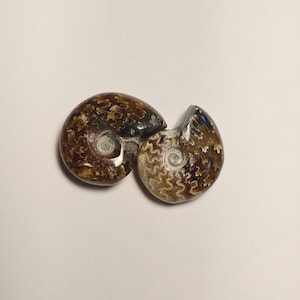 May include: Two polished ammonite fossils with a spiral shell structure. The fossils display a deep brown and tan color palette with intricate, branching suture patterns visible across the smooth, glossy surfaces of the coiled shells.