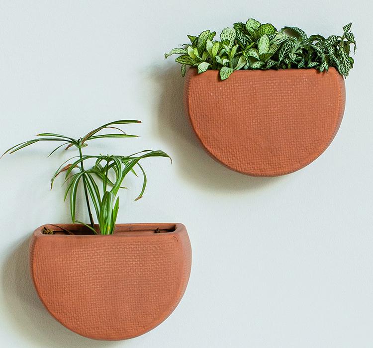dracaena compacta janet craig Dracaena Janet Craig Compacta Cane
