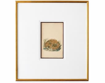 Vintage Bird Nest Print Framed Wall Art, Antique Natural History Illustration, Gold Framed Bird Nest, English Country Cottage Decor