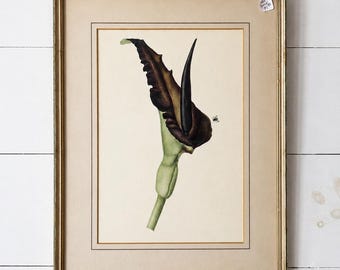 Vintage Botanical Print Framed Wall Art, Gold Framed Floral Print, Cottage Decor, Antique Botanical, Traditional Home Decor