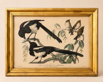 Antique French Bird Print in Gold Frame | Vintage Ornithology Wall Art | Framed Natural History Print | Cottage & Traditional Home Decor