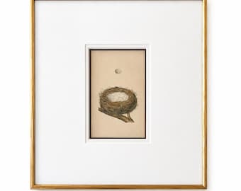 Vintage Bird Nest Print Framed Wall Art, Antique Natural History Print, Gold Framed Bird Illustration, Cottage Wall Decor