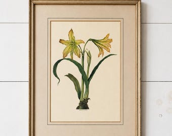 Vintage Botanical Amaryllis Print in Gold Frame | Framed Floral Wall Art | Cottage, Traditional & Collected Home Decor