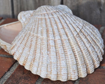 Ceramic Textured Scallop Shell Vase