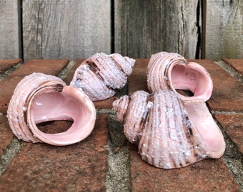 Shell Napkin Holders - set of Four