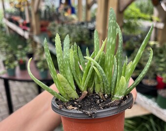 Aloe vera bebé