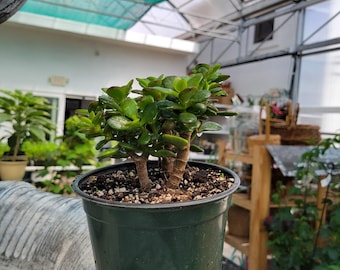Giada Denaro / Crassula Ovata