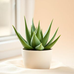 Aloe Vera Plant Care Guide | Watering, Growing, Troubleshooting (PDF Download)