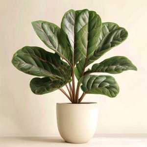 May include: A potted Fiddle Leaf Fig plant with large, textured green leaves and reddish veins. The plant is in a cream-colored, rounded pot. The plant's stems are brown. The background is a light beige.