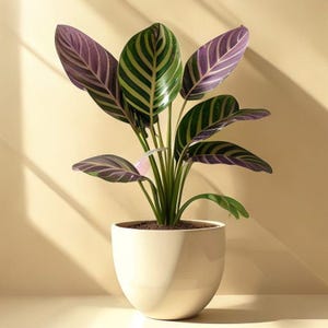 Prayer Plant Care Guide | Maranta Care Tips, Watering & Leaf Movement (PDF Download)
