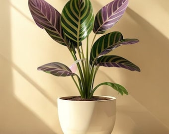 Prayer Plant Care Guide | Maranta Care Tips, Watering & Leaf Movement (PDF Download)