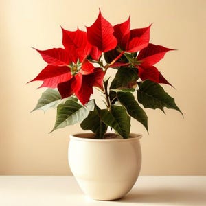Poinsettia Plant Care Guide | Keep It Blooming, Watering & Reblooming Tips (PDF Download)