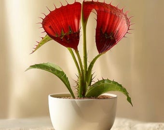 Guía de cuidados de la Venus atrapamoscas / Consejos para el cuidado, alimentación y cultivo de la Dionaea (Descarga en PDF)