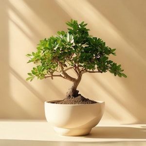 Bonsai Tree Care Guide | Beginner Bonsai Tips, Watering & Training (PDF Download)