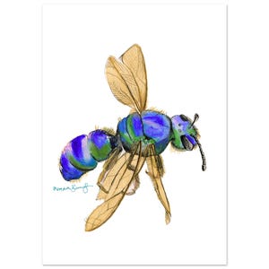 May include: A watercolour illustration of an insect with a blue, green, and purple body, and tan wings. The artwork is signed "Meredith Baugh". The insect is shown mid-flight against a white background. The illustration has a detailed and artistic style.