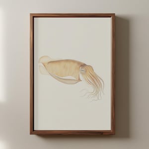 May include: A framed wall art print featuring a detailed illustration of a cuttlefish in shades of tan and brown. The creature is depicted in profile against a light cream background, enclosed within a simple, dark-toned wooden frame.