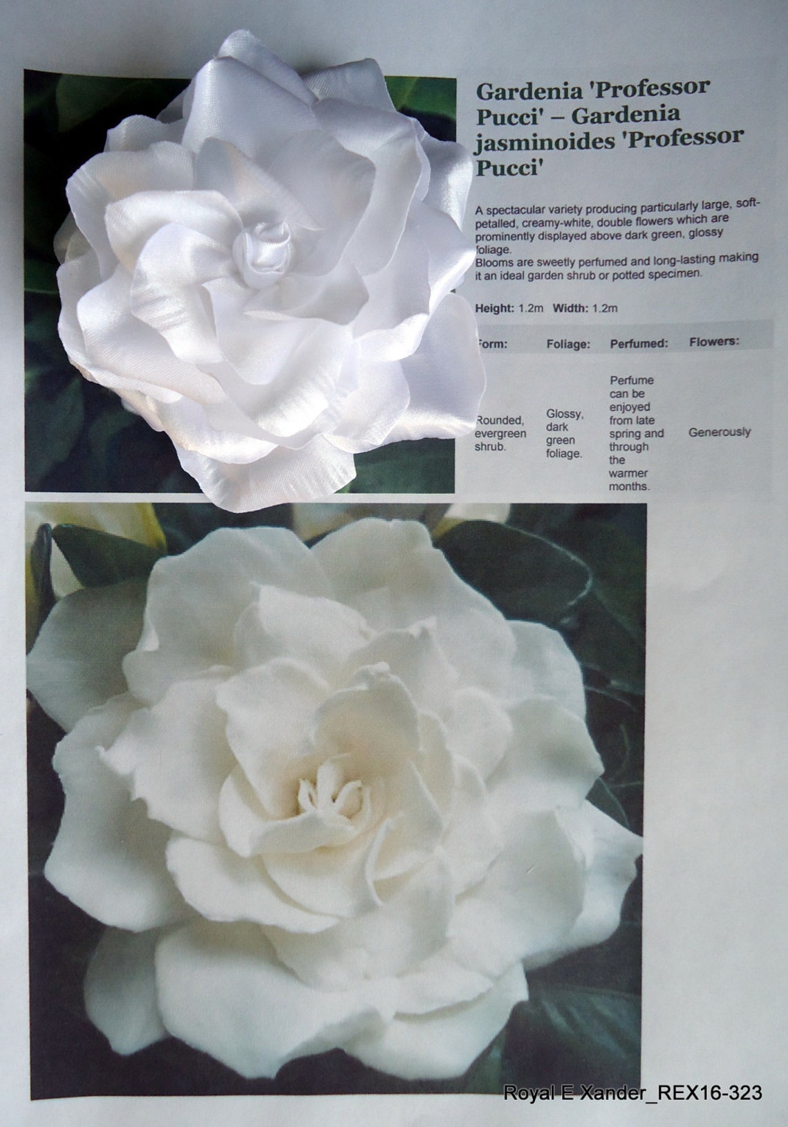 White Hair Flower Gardenia Hair Flower Wedding Gardenia Etsy