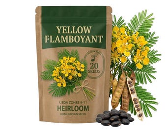 10-20 Yellow Flamboyant Seeds, Vibrant Flower Plant for Outdoor Garden Tree