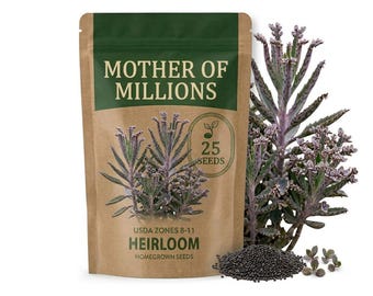 25 Mother Of Millions Seeds, Kalanchoe Tubiflora Succulent Plant, Rare Flower for Garden